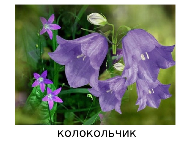 колокольчик 