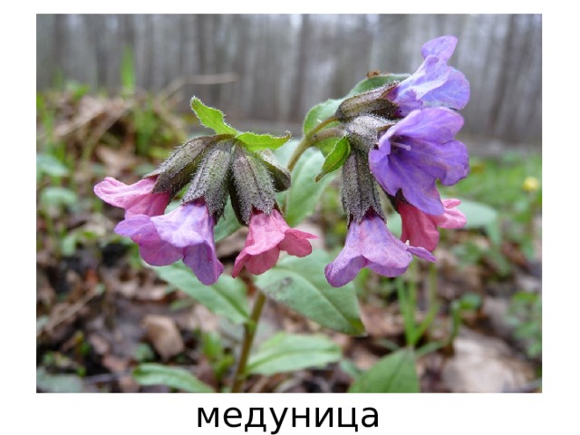 медуница 