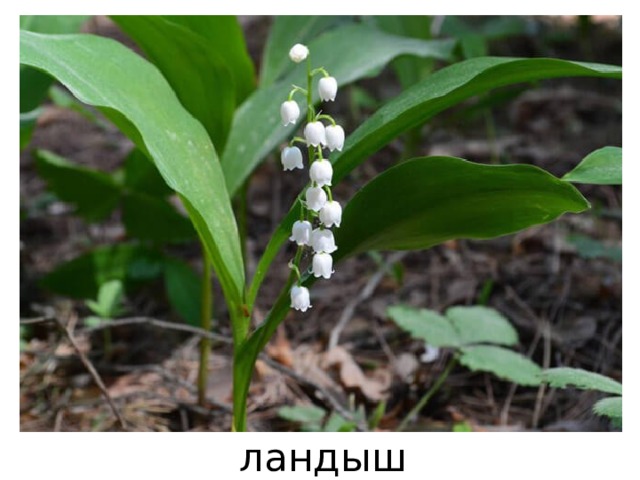 ландыш 