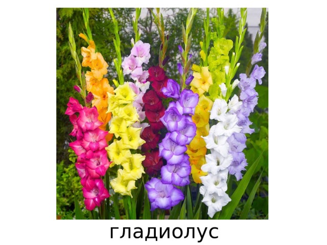 гладиолус 