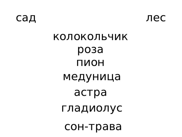 сад лес колокольчик роза пион медуница астра гладиолус сон-трава 