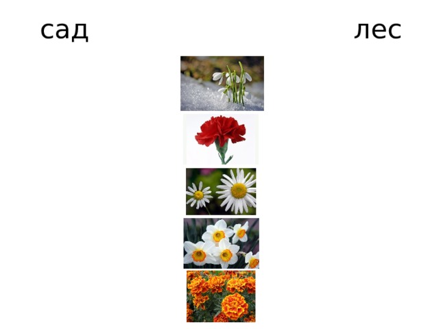 сад лес 
