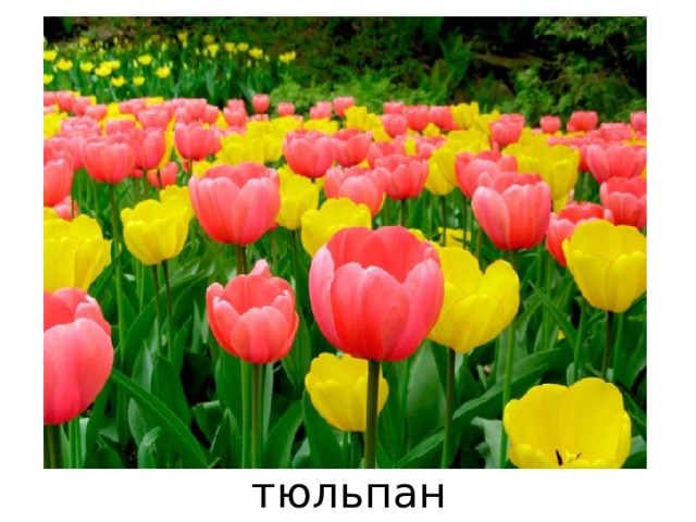 тюльпан 
