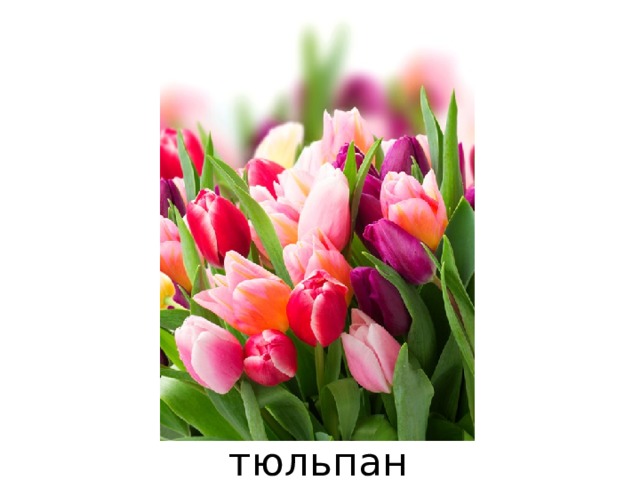тюльпан 