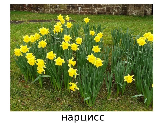 нарцисс 