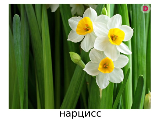 нарцисс 