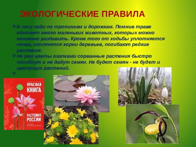 ЭКОЛОГИЧЕСКИЕ ПРАВИЛА   В лесу ходи по тропинкам и дорожкам. Помнив траве обитает много маленьких животных, которых можно нечаянно раздавить. Кроме того от ходьбы уплотняется почва, оголяются корни деревьев, погибают редкие растения. Не рви цветы охапками сорванные растения быстро погибнут и не дадут семян. Не будет семян - не будет и цветущих растений.   