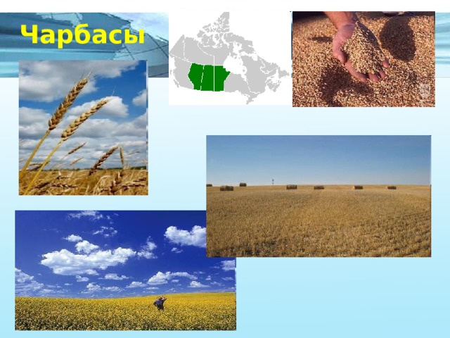 Чарбасы 