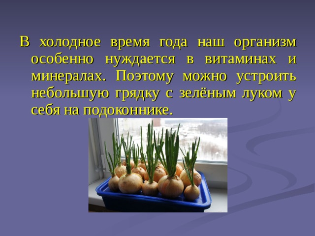 В холодное время года наш организм особенно нуждается в витаминах и минералах. Поэтому можно устроить небольшую грядку с зелёным луком у себя на подоконнике. 