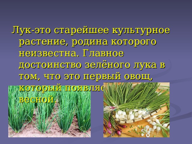 Лук-это старейшее культурное растение, родина которого неизвестна. Главное достоинство зелёного лука в том, что это первый овощ, который появляется ранней весной. 