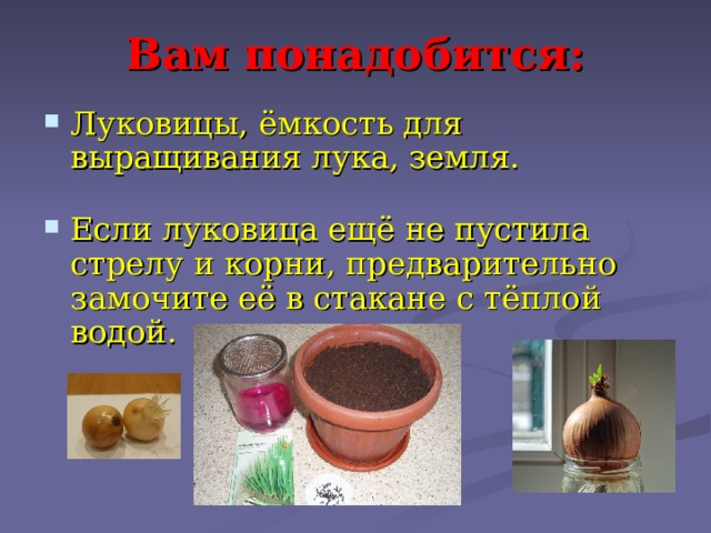 Вам понадобится: Луковицы, ёмкость для выращивания лука, земля.  Если луковица ещё не пустила стрелу и корни, предварительно замочите её в стакане с тёплой водой.  