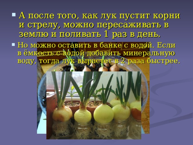 А после того, как лук пустит корни и стрелу, можно пересаживать в землю и поливать 1 раз в день. Но можно оставить в банке с водой. Если в ёмкость с водой добавить минеральную воду, тогда лук вырастет в 2 раза быстрее.  
