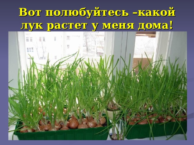 Вот полюбуйтесь –какой лук растет у меня дома! 