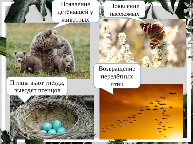 Появление детёнышей у животных Появление насекомых Возвращение перелётных птиц Птицы вьют гнёзда, выводят птенцов 