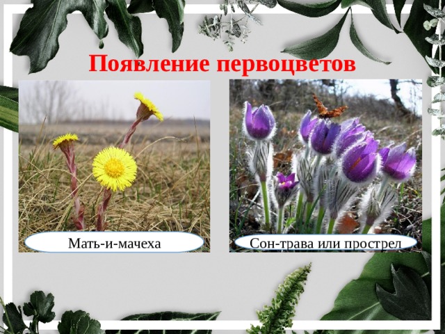 Появление первоцветов Мать-и-мачеха Сон-трава или прострел 
