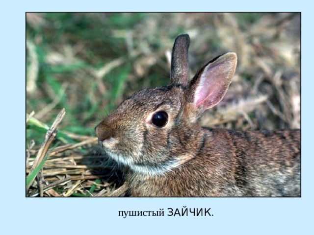 ЗАЙЧИК