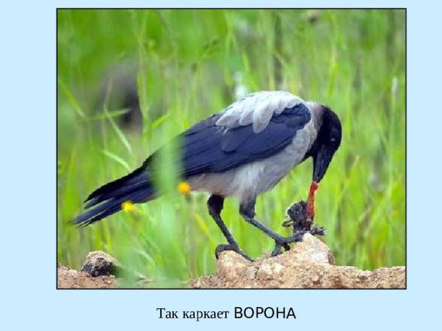 ВОРОНА