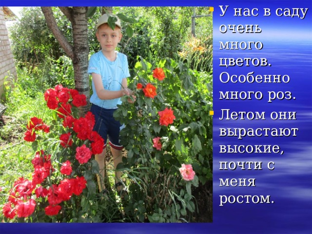 У нас в саду очень много цветов. Особенно много роз. Летом они вырастают высокие, почти с меня ростом. 