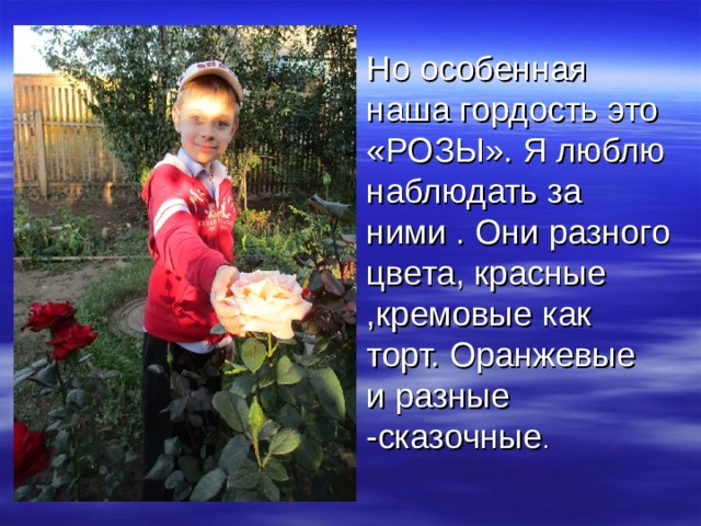 Но особенная наша гордость это «РОЗЫ». Я люблю наблюдать за ними . Они разного цвета, красные ,кремовые как торт. Оранжевые и разные -сказочные . 