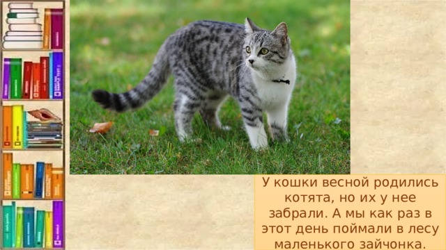 У кошки весной родились котята, но их у нее забрали. А мы как раз в этот день поймали в лесу маленького зайчонка. 