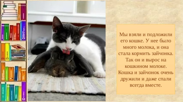 Мы взяли и подложили его кошке. У нее было много молока, и она стала кормить зайчонка. Так он и вырос на кошкином молоке. Кошка и зайчонок очень дружили и даже спали всегда вместе. 