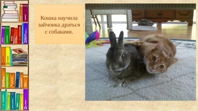 Кошка научила зайчонка драться с собаками. 