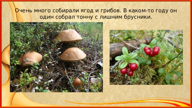 Очень много собирали ягод и грибов. В каком-то году он один собрал тонну с лишним брусники. 