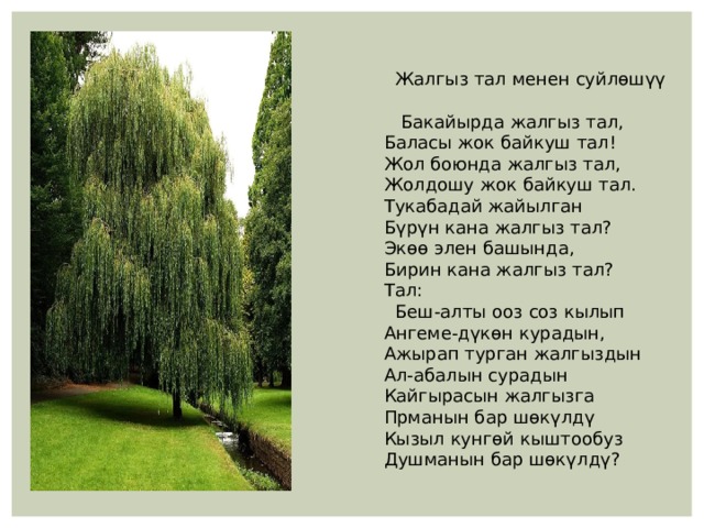  Жалгыз тал менен суйлөшүү  Бакайырда жалгыз тал, Баласы жок байкуш тал! Жол боюнда жалгыз тал, Жолдошу жок байкуш тал. Тукабадай жайылган Бүрүн кана жалгыз тал? Экөө элен башында, Бирин кана жалгыз тал? Тал:  Беш-алты ооз соз кылып Ангеме-дүкөн курадын,  Ажырап турган жалгыздын Ал-абалын сурадын Кайгырасын жалгызга Прманын бар шөкүлдү Кызыл кунгөй кыштообуз Душманын бар шөкүлдү? 