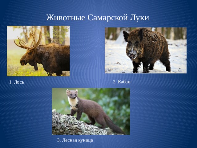 Животные Самарской Луки 2. Кабан 1. Лось 3. Лесная куница 