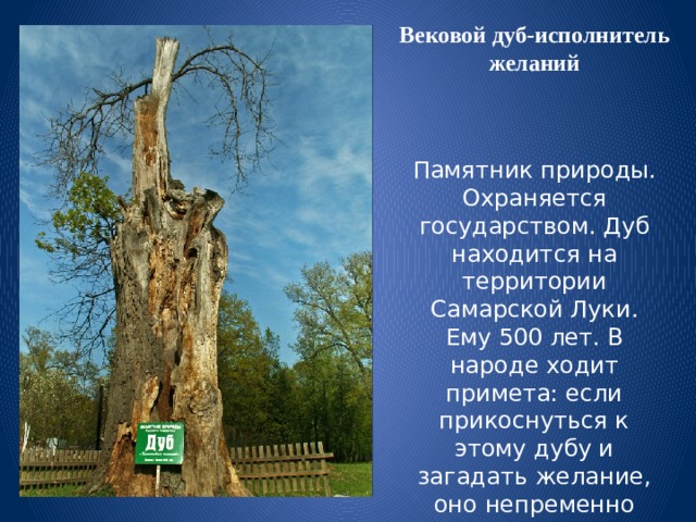 Вековой дуб-исполнитель желаний Памятник природы. Охраняется государством. Дуб находится на территории Самарской Луки. Ему 500 лет. В народе ходит примета: если прикоснуться к этому дубу и загадать желание, оно непременно сбудется! 
