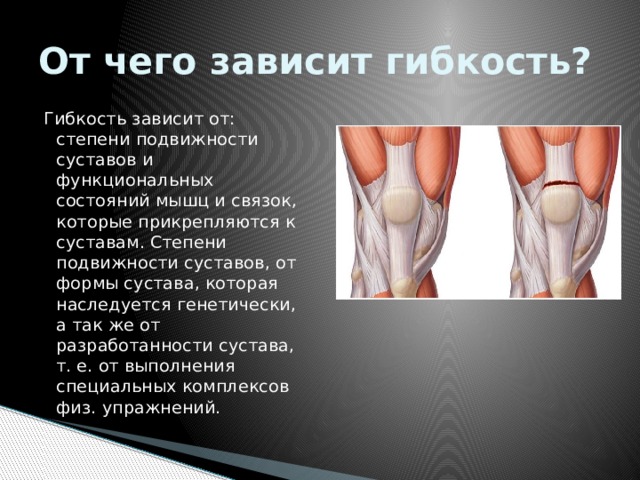 От чего зависит гибкость? Гибкость зависит от: степени подвижности суставов и функциональных состояний мышц и связок, которые прикрепляются к суставам. Степени подвижности суставов, от формы сустава, которая наследуется генетически, а так же от разработанности сустава, т. е. от выполнения специальных комплексов физ. упражнений. 