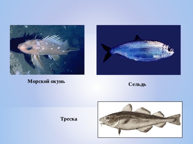 Морской окунь  Сельдь  Треска  