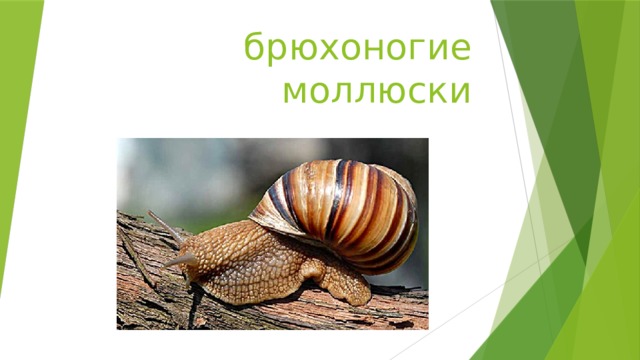 брюхоногие моллюски 