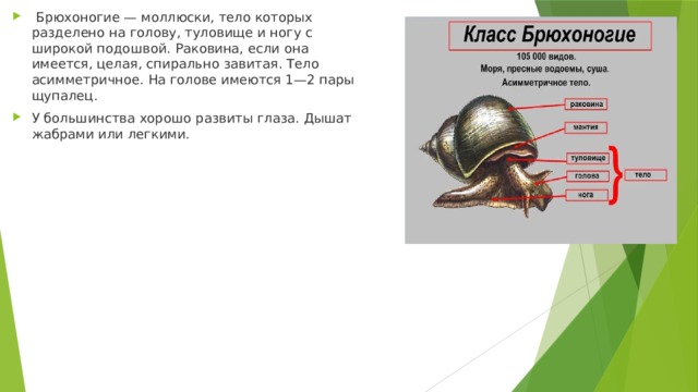   Брюхоногие — моллюски, тело которых разделено на голову, туловище и ногу с широкой подошвой. Раковина, если она имеется, целая, спирально завитая. Тело  асимметричное. На голове имеются 1—2 пары щупалец. У большинства хорошо развиты глаза. Дышат жабрами или легкими. 
