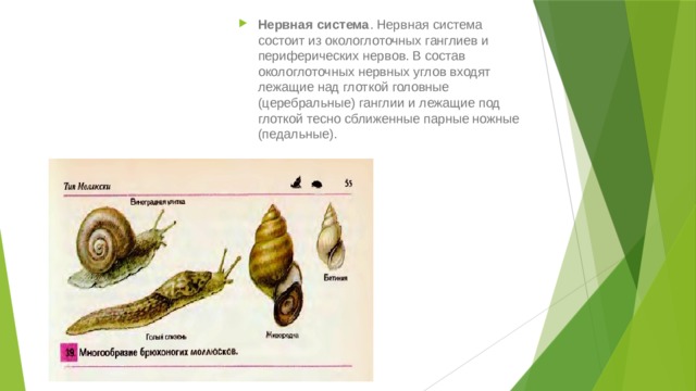 Нервная система . Нервная система состоит из окологлоточных ганглиев и периферических нервов. В состав окологлоточных нервных углов входят лежащие над глоткой головные (церебральные) ганглии и лежащие под глоткой тесно сближенные парные ножные (педальные). 