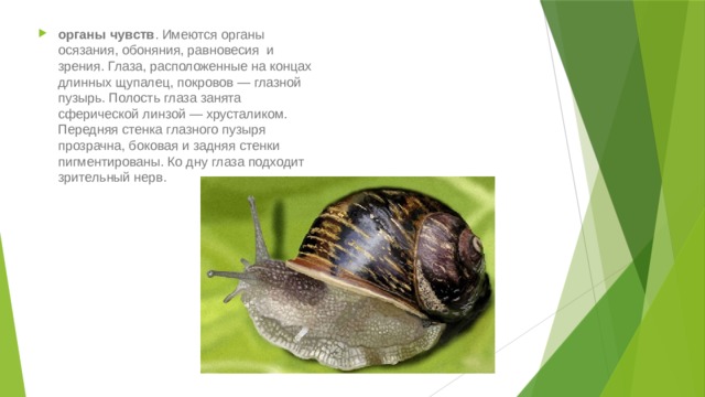 органы чувств . Имеются органы осязания, обоняния, равновесия и зрения. Глаза, расположенные на концах длинных щупалец, покровов — глазной пузырь. Полость глаза занята сферической линзой — хрусталиком. Передняя стенка глазного пузыря прозрачна, боковая и задняя стенки пигментированы. Ко дну глаза подходит зрительный нерв. 