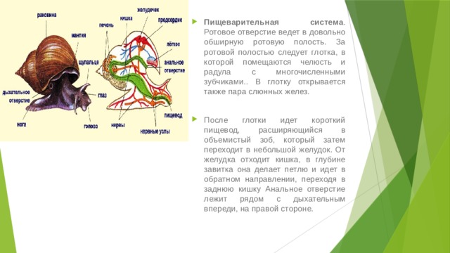 Пищеварительная система . Ротовое отверстие ведет в довольно обширную ротовую полость. За ротовой полостью следует глотка, в которой помещаются челюсть и радула с многочисленными зубчиками.. В глотку открывается также пара слюнных желез.   После глотки идет короткий пищевод, расширяющийся в объемистый зоб, который затем переходит в небольшой желудок. От желудка отходит кишка, в глубине завитка она делает петлю и идет в обратном направлении, переходя в заднюю кишку Анальное отверстие лежит рядом с дыхательным впереди, на правой стороне. 