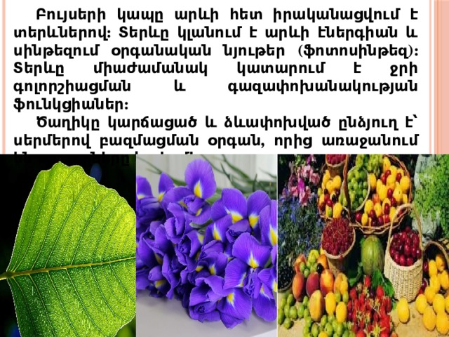 Բույսերի կապը արևի հետ իրականացվում է տերևներով: Տերևը կլանում է արևի էներգիան և սինթեզում օրգանական նյութեր (ֆոտոսինթեզ): Տերևը միաժամանակ կատարում է ջրի գոլորշիացման և գազափոխանակության ֆունկցիաներ: Ծաղիկը կարճացած և ձևափոխված ընձյուղ է՝ սերմերով բազմացման օրգան, որից առաջանում են պտուղները և սերմերը: 