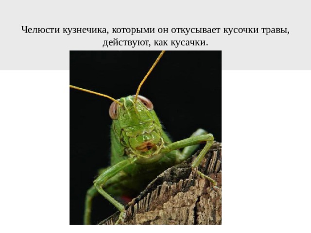 Челюсти кузнечика, которыми он откусывает кусочки травы, действуют, как кусачки. 