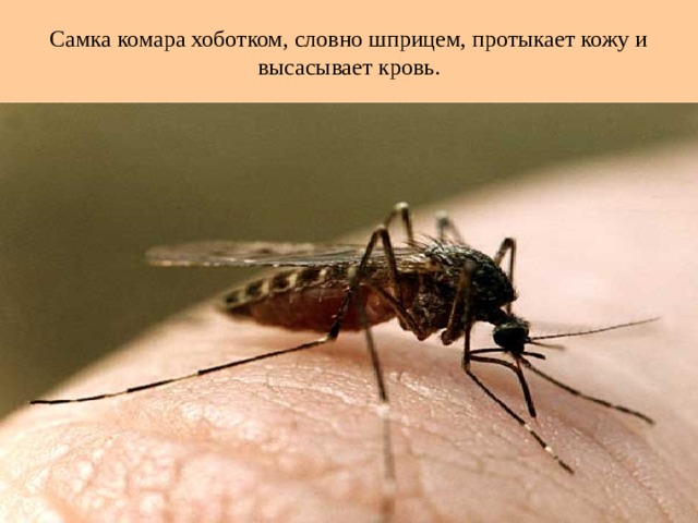 Самка комара хоботком, словно шприцем, протыкает кожу и высасывает кровь. 
