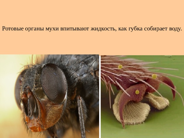 Ротовые органы мухи впитывают жидкость, как губка собирает воду. 