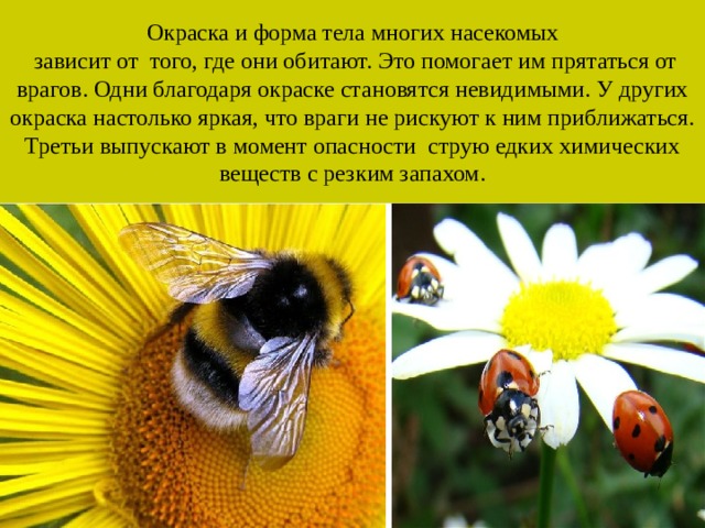 Окраска и форма тела многих насекомых  зависит от того, где они обитают. Это помогает им прятаться от врагов. Одни благодаря окраске становятся невидимыми. У других окраска настолько яркая, что враги не рискуют к ним приближаться. Третьи выпускают в момент опасности струю едких химических веществ с резким запахом. 