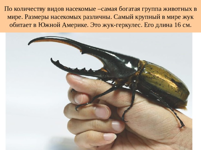 По количеству видов насекомые –самая богатая группа животных в мире. Размеры насекомых различны. Самый крупный в мире жук обитает в Южной Америке. Это жук-геркулес. Его длина 16 см. 