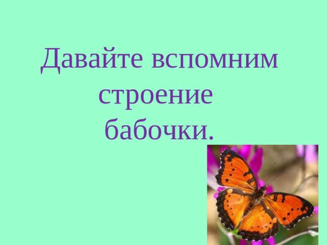 Давайте вспомним строение  бабочки. 