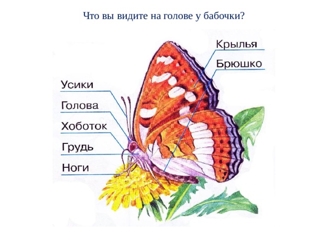 Что вы видите на голове у бабочки? 
