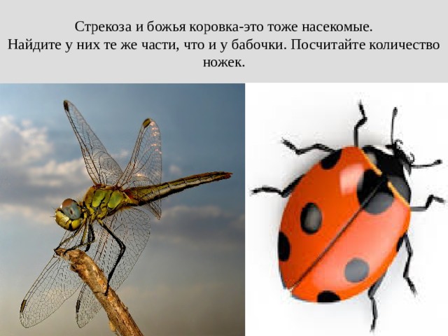 Стрекоза и божья коровка-это тоже насекомые.  Найдите у них те же части, что и у бабочки. Посчитайте количество ножек. 