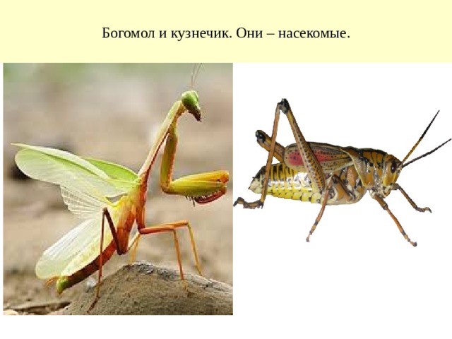 Богомол и кузнечик. Они – насекомые. 