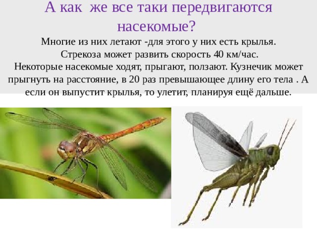 А как же все таки передвигаются насекомые?  Многие из них летают -для этого у них есть крылья.  Стрекоза может развить скорость 40 км/час.  Некоторые насекомые ходят, прыгают, ползают. Кузнечик может прыгнуть на расстояние, в 20 раз превышающее длину его тела . А если он выпустит крылья, то улетит, планируя ещё дальше. 