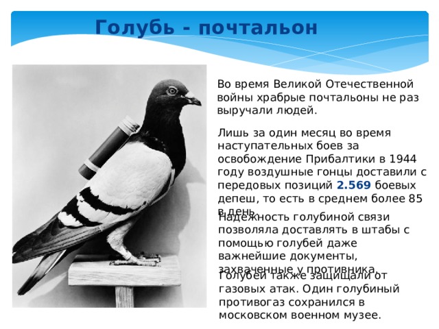Голубь - почтальон Во время Великой Отечественной войны храбрые почтальоны не раз выручали людей. Лишь за один месяц во время наступательных боев за освобождение Прибалтики в 1944 году воздушные гонцы доставили с передовых позиций 2.569 боевых депеш, то есть в среднем более 85 в день. Надежность голубиной связи позволяла доставлять в штабы с помощью голубей даже важнейшие документы, захваченные у противника. Голубей также защищали от газовых атак. Один голубиный противогаз сохранился в московском военном музее. 