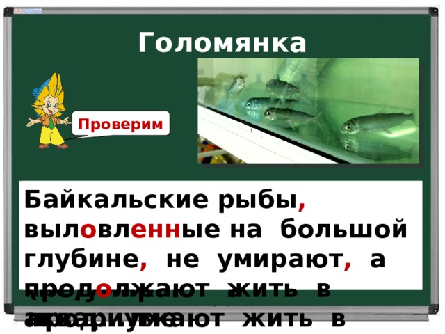 Голомянка Проверим Байкальские рыбы , выл о вл енн ые на большой глубине , не умирают , а прод о лжают жить в аквариуме. Байкальские рыбы выл..вл…нные на большой глубине (не)умирают а прод...лжают жить в аквариуме.   